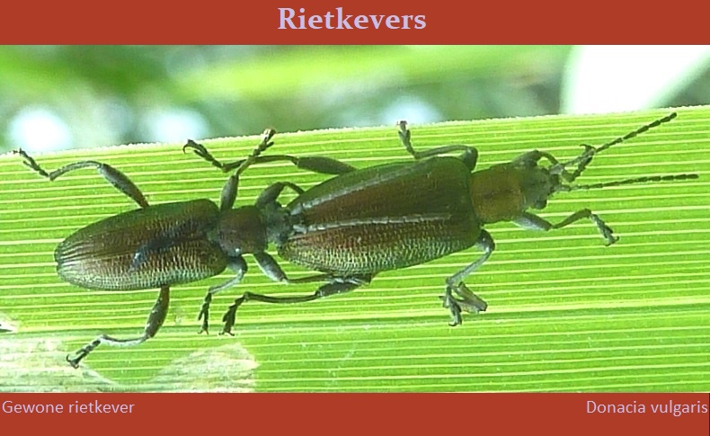 Gewone rietkevers
