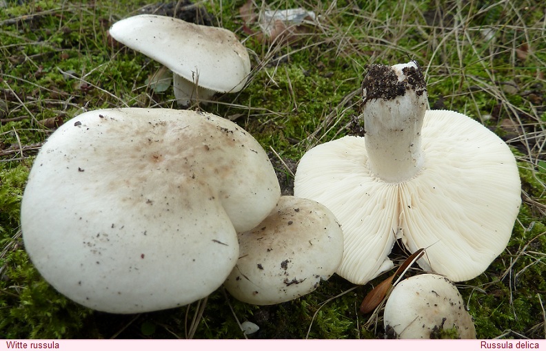 00_witte_russula