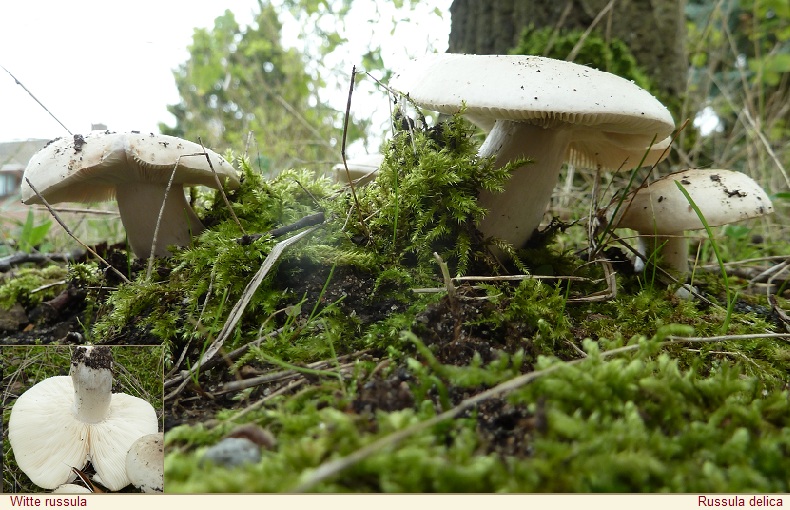 0_witte_russula