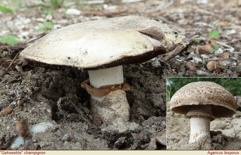 1 Gekweekte champignon
